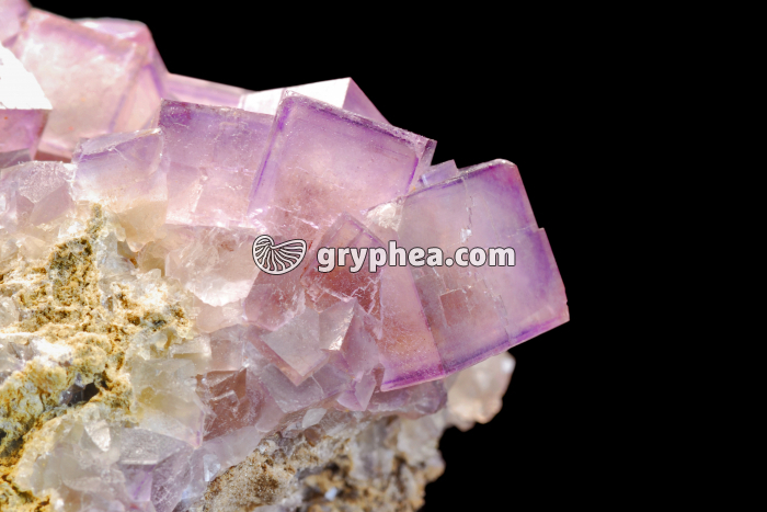 Fluorine d'Arbouet - gryphea.com